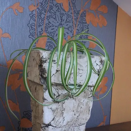 Penzion Chez Ghislaine A L'oustal 3*